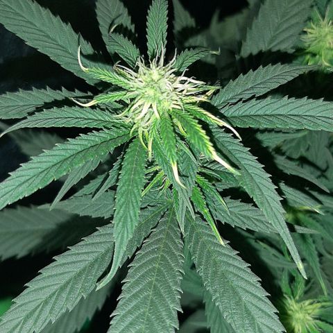 Cherry Punch growlog timeline photo