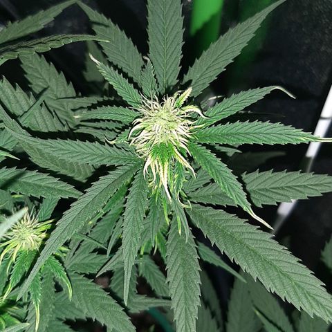 Cherry Punch growlog timeline photo