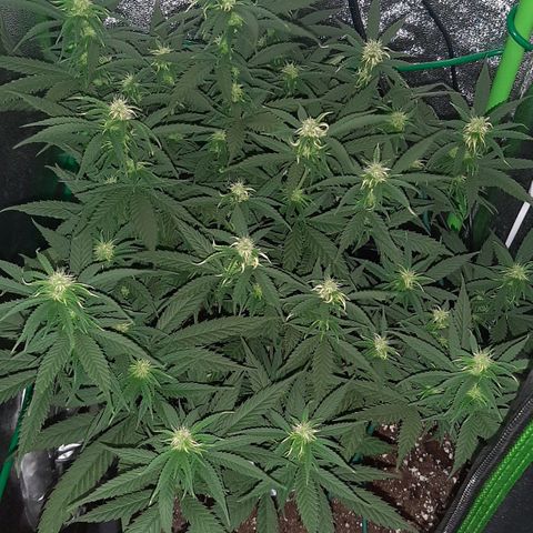 Cherry Punch growlog timeline photo