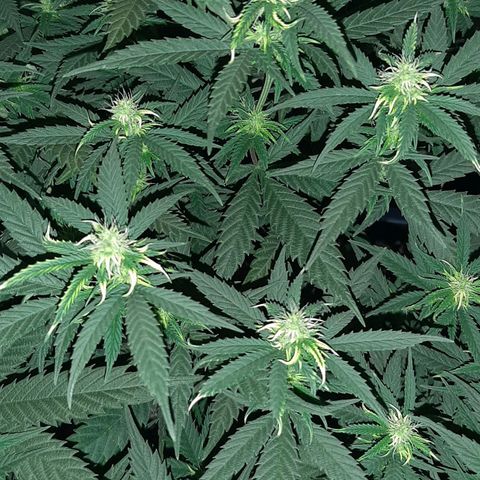 Cherry Punch growlog timeline photo