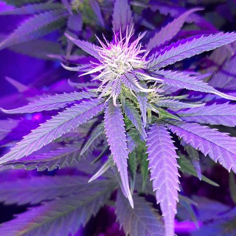 Cherry Punch growlog timeline photo