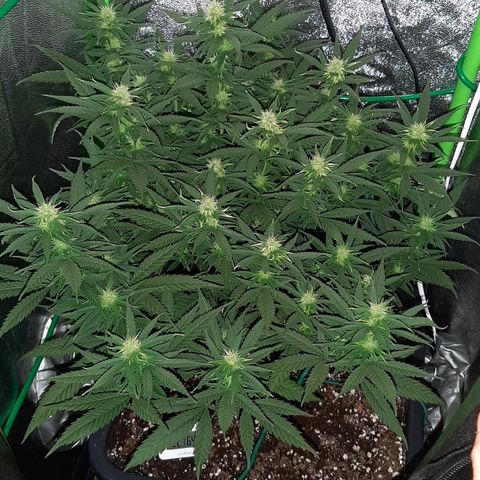 Cherry Punch growlog timeline photo
