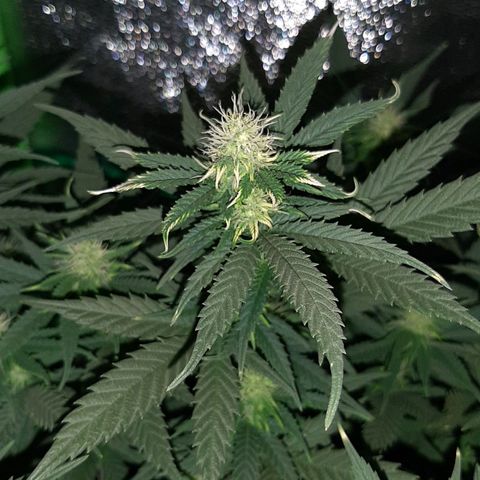 Cherry Punch growlog timeline photo