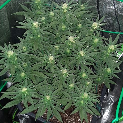 Cherry Punch growlog timeline photo