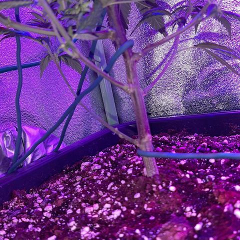 Cherry Punch growlog photo: LOLLIPOPPING 3A SETT. FIORITURA 