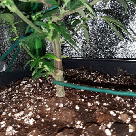 Cherry Punch growlog photo: LOLLIPOPPING 3A SETT. FIORITURA 