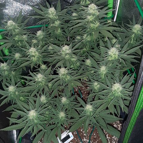 Cherry Punch growlog timeline photo