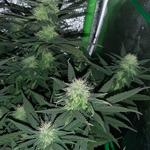 Cherry Punch growlog timeline photo