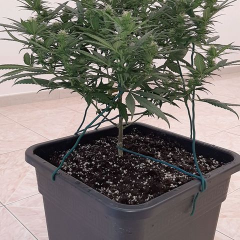 Cherry Punch growlog photo: LOLLIPOPPING 3A SETT. FIORITURA