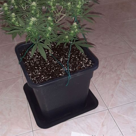 Cherry Punch growlog photo: LOLLIPOPPING 3A SETT. FIORITURA