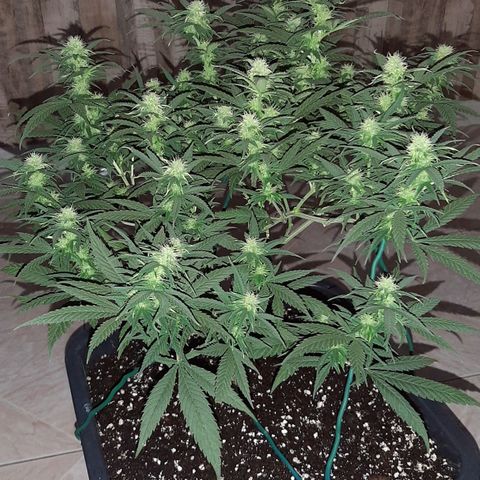 Cherry Punch growlog photo: LOLLIPOPPING 3A SETT. FIORITURA