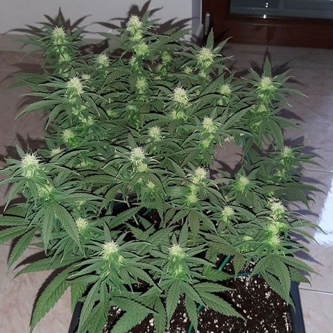 Cherry Punch growlog photo: LOLLIPOPPING 3A SETT. FIORITURA