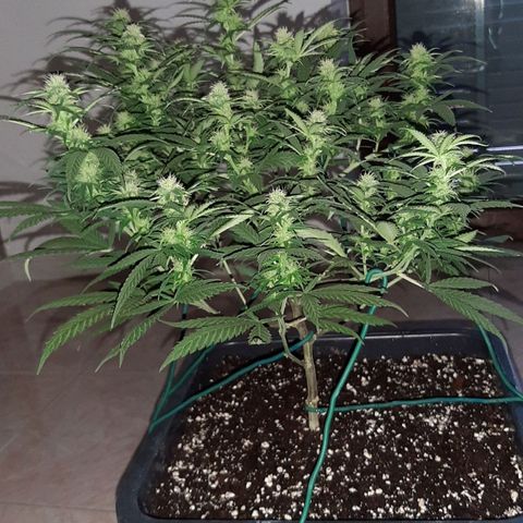 Cherry Punch growlog photo: LOLLIPOPPING 3A SETT. FIORITURA