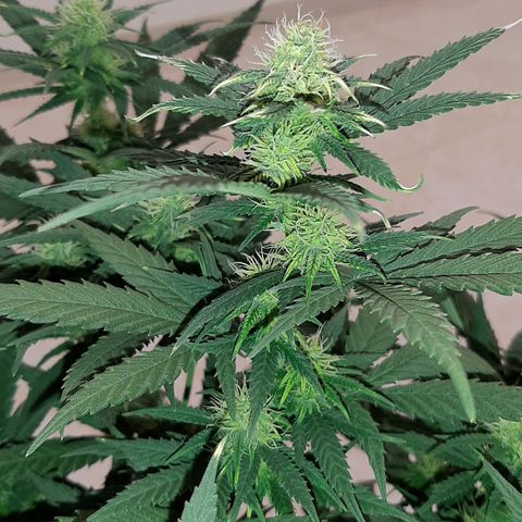 Cherry Punch growlog photo: LOLLIPOPPING 3A SETT. FIORITURA