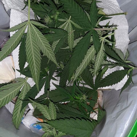 Cherry Punch growlog photo: LOLLIPOPPING 3A SETT. FIORITURA