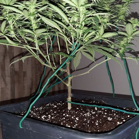 Cherry Punch growlog photo: LOLLIPOPPING 3A SETT. FIORITURA