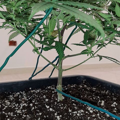 Cherry Punch growlog photo: LOLLIPOPPING 3A SETT. FIORITURA