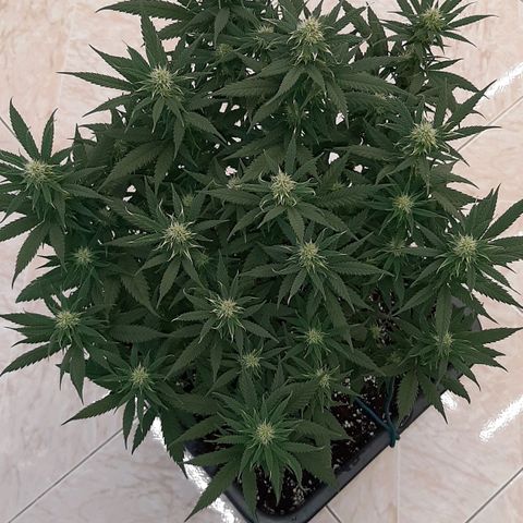 Cherry Punch growlog photo: LOLLIPOPPING 3A SETT. FIORITURA