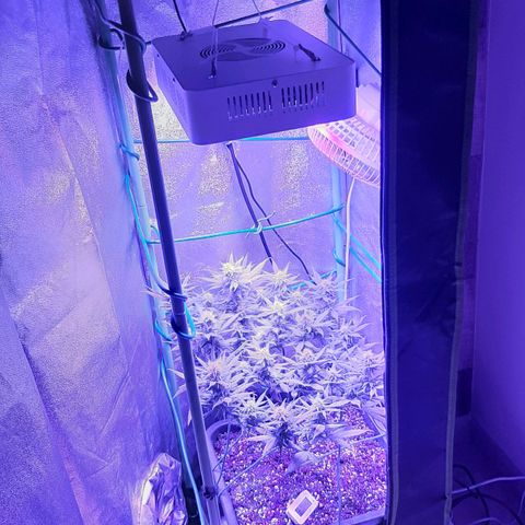 Cherry Punch growlog timeline photo