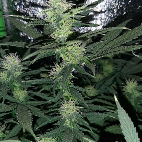Cherry Punch growlog timeline photo