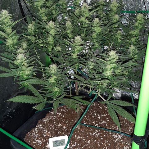 Cherry Punch growlog timeline photo