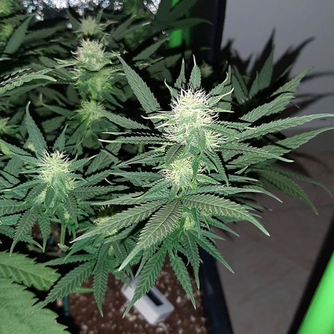 Cherry Punch growlog timeline photo