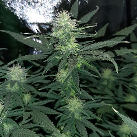 Cherry Punch growlog timeline photo