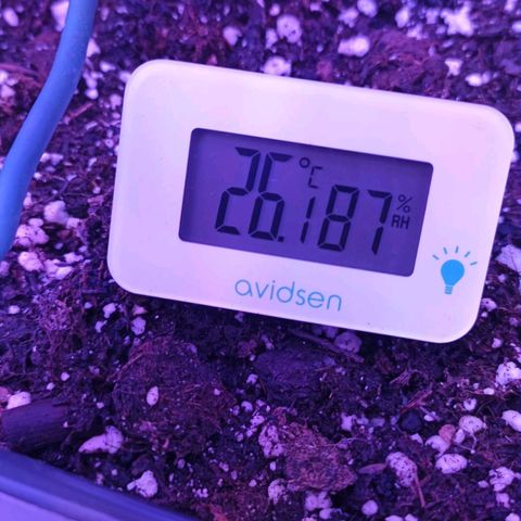 Cherry Punch growlog timeline photo