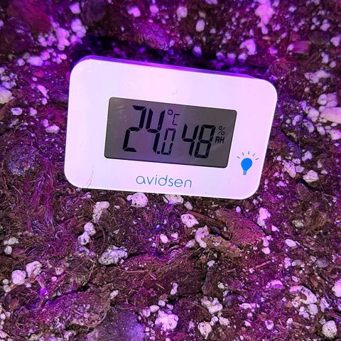 Cherry Punch growlog timeline photo