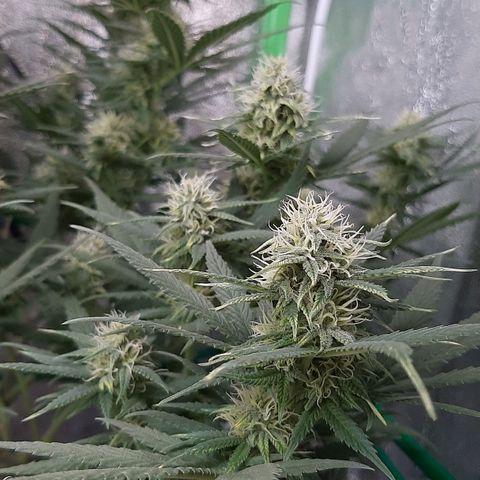 Cherry Punch growlog timeline photo