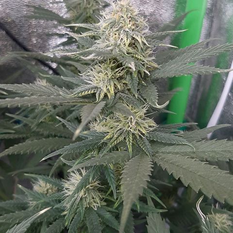 Cherry Punch growlog timeline photo