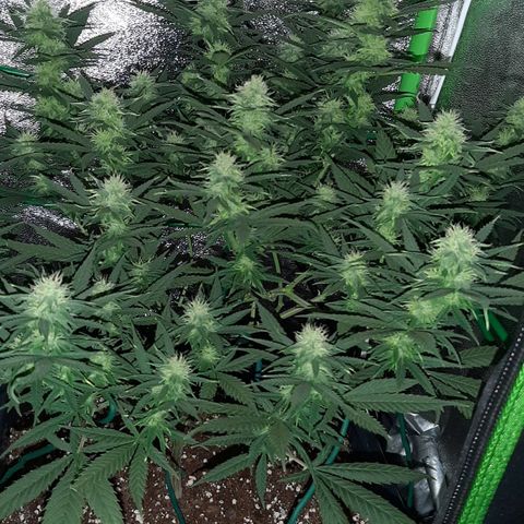 Cherry Punch growlog timeline photo