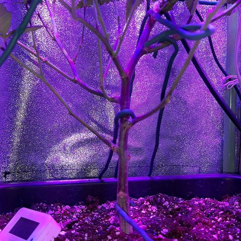 Cherry Punch growlog timeline photo