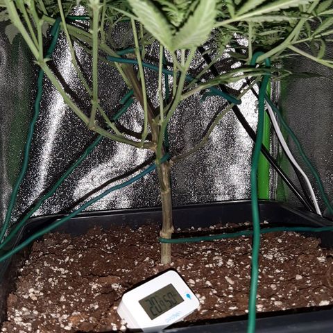 Cherry Punch growlog timeline photo