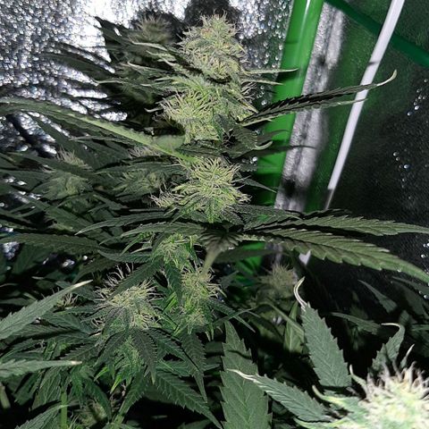 Cherry Punch growlog timeline photo