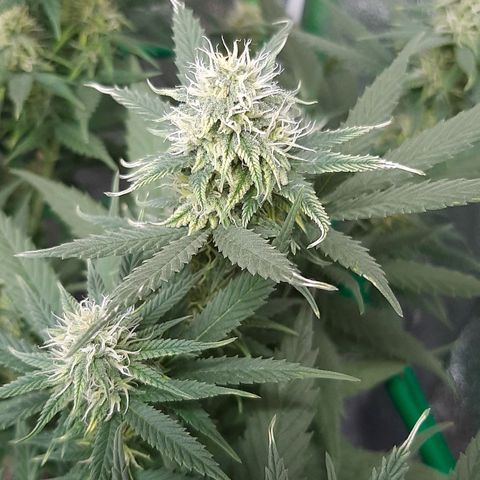 Cherry Punch growlog timeline photo