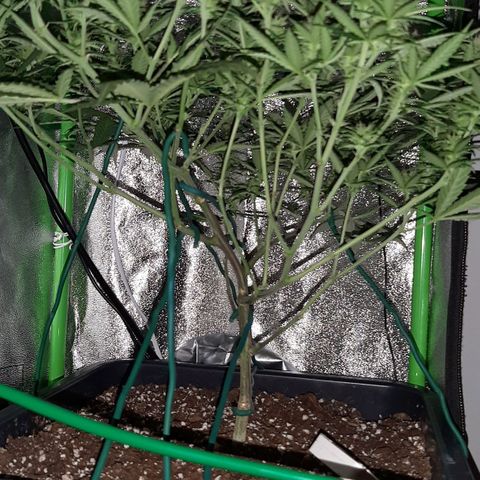 Cherry Punch growlog timeline photo