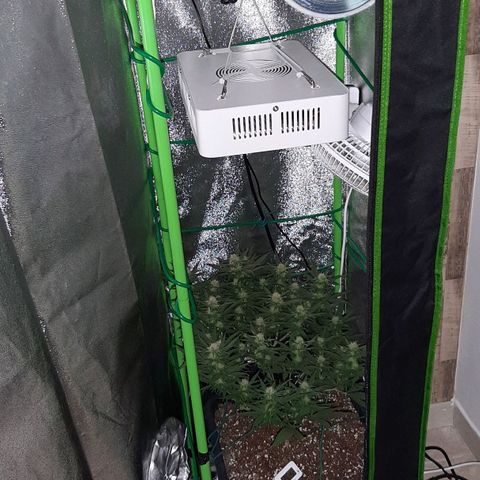 Cherry Punch growlog timeline photo