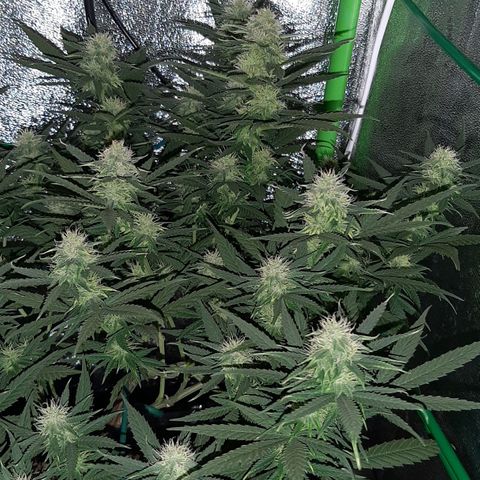 Cherry Punch growlog timeline photo