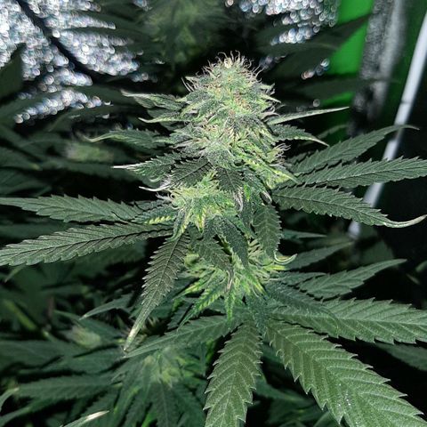 Cherry Punch growlog timeline photo