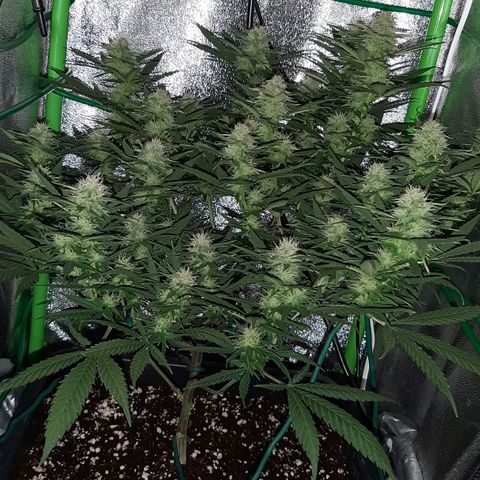 Cherry Punch growlog timeline photo