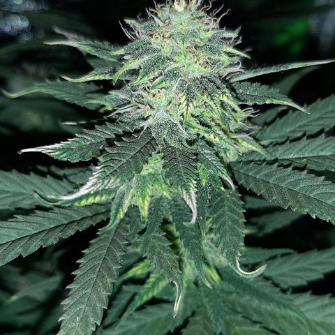Cherry Punch growlog timeline photo