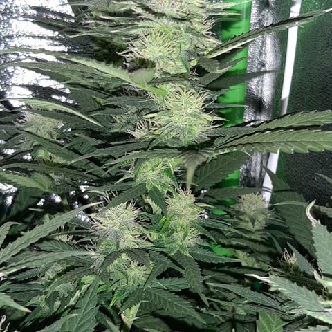 Cherry Punch growlog timeline photo