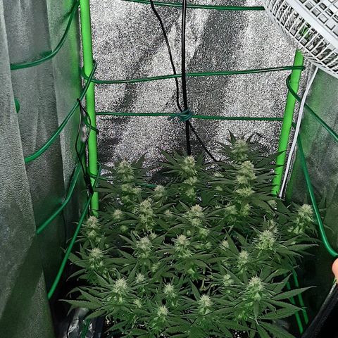 Cherry Punch growlog timeline photo