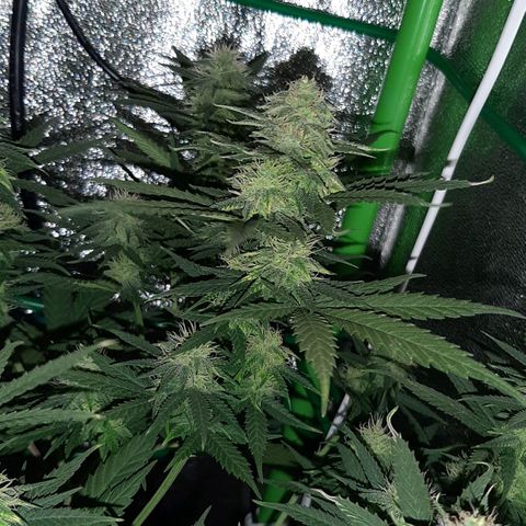 Cherry Punch growlog photo: Ore 8.00