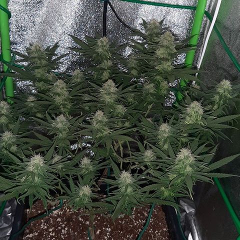 Cherry Punch growlog photo: Ore 8.00