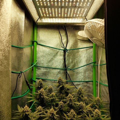 Cherry Punch growlog timeline photo
