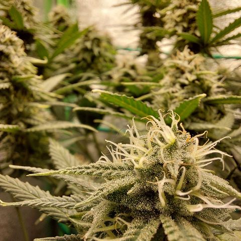 Cherry Punch growlog timeline photo