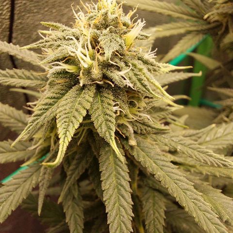 Cherry Punch growlog timeline photo