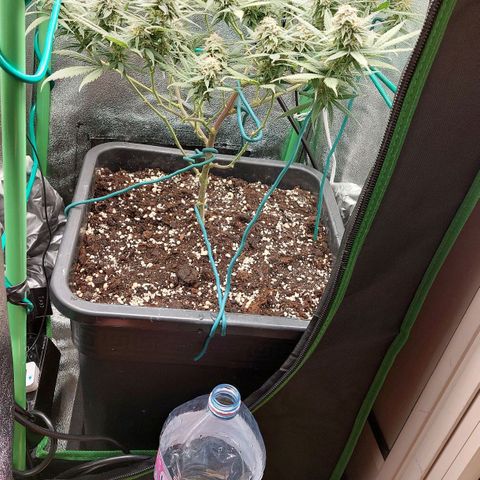 Cherry Punch growlog photo: Green sensation e acqua 
